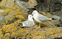 Goeland cendre 3749